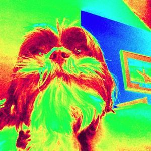 Meet your Posher, Albert